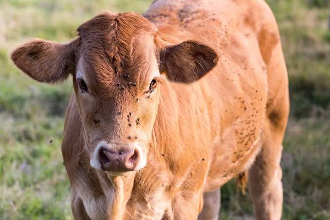 YOUR FARMING SUCCESS STARTS WITH THE RIGHT GUIDANCE